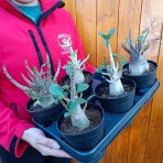 Adenium (Adenium obesum) ‘ANSU BAOBAB’ - výška 15-20 cm, kont. C1L
